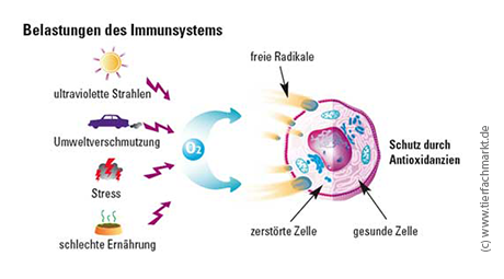 Mögliche Belastungen für das Immunsystem. © www.tierfachmarkt.de Mögliche Belastungen für das Immunsystem ©www.tierfachmarkt.de