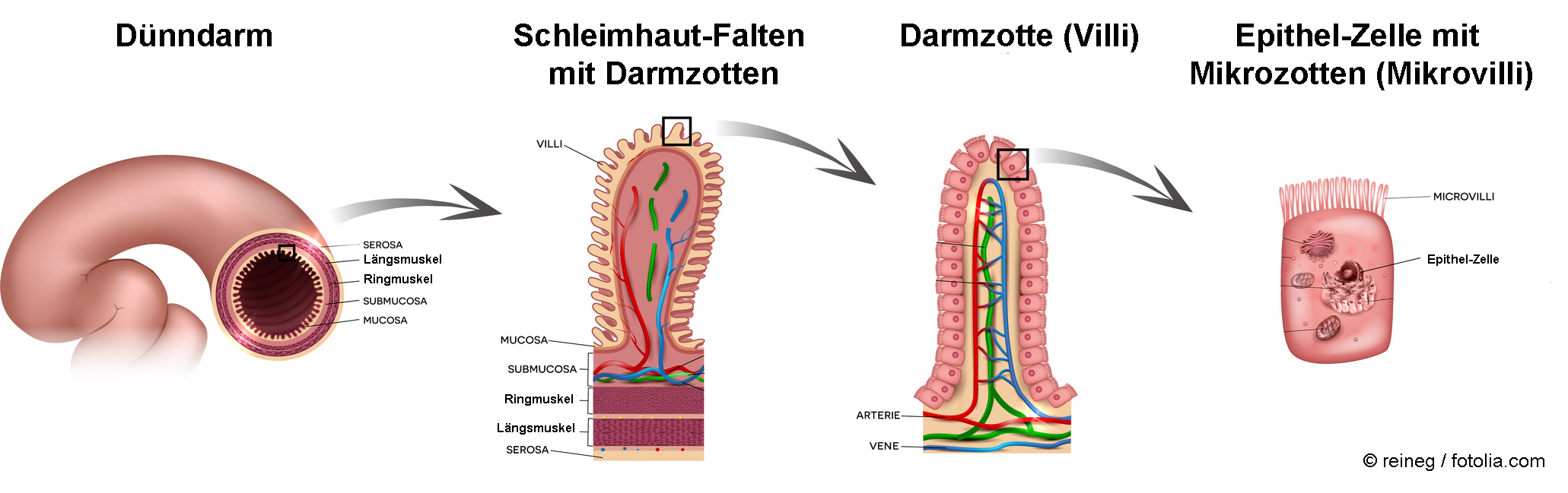 Aufbau des Dünndarms : Dünndarmrohr, Schleimhautfalten mit Darmzotten, Darmzotte, Epithel-zelle mit Mikrovilli. Angepasst mit Erlaubnis von © reineg / fotolia.com Aufbau des Dünndarms : Dünndarmrohr, Schleimhautfalten mit Darmzotten, Darmzotte, Epithel-zelle mit Mikrovilli. Angepasst mit Erlaubnis von © reineg / fotolia.com