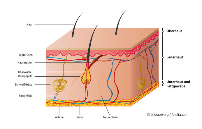 Illustration zum Aufbau der Haut anhand eines Querschnitts durch die verschiedenen Hautschichten Oberhaut, Lederhaut sowie Unterhaut und Fettgewebe mit den zugehörigen Charakteristika wie Drüsen, Muskeln, Nerven, Haarwurzeln oder Blutgefäßen © bilderzwerg / fotolia.com