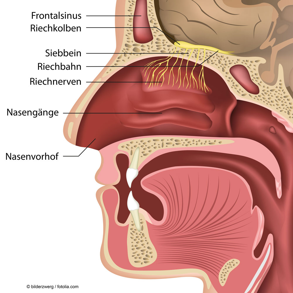 Im Bereich der Riechschleimhaut im Nasendach enden die Riechnerven, deren Riechbahnen direkt nach oben durch den Knochen zum Riechkolben und weiter zum Vorderhirn führen (Geruchsnerv ©bilderzwerg/fotolia.com) Im Bereich der Riechschleimhaut im Nasendach enden die Riechnerven, deren Riechbahnen direkt nach oben durch den Knochen zum Riechkolben und weiter zum Vorderhirn führen (Geruchsnerv © bilderzwerg/fotolia.com)