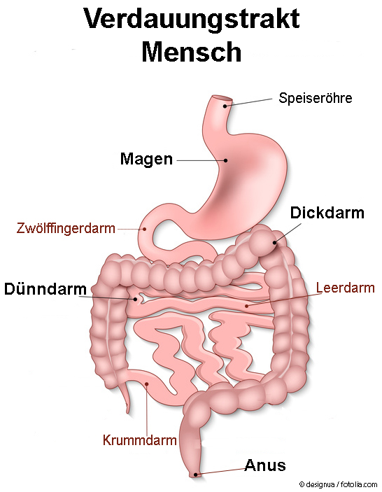 Übersicht Verdauungstrakt des Menschen. Angepasst mit Erlaubnis von© designua / fotolia.com Übersicht Verdauungstrakt des Menschen. Angepasst mit Erlaubnis von © designua / fotolia.com