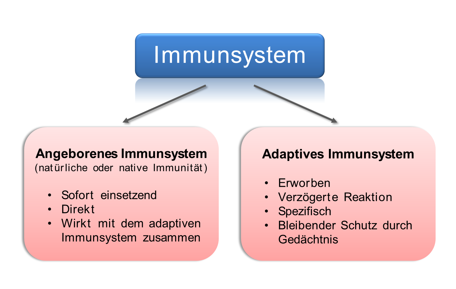 Schema Angeborenes und Adaptives Immunsystem. Schema Angeborenes und Adaptives Immunsystem.