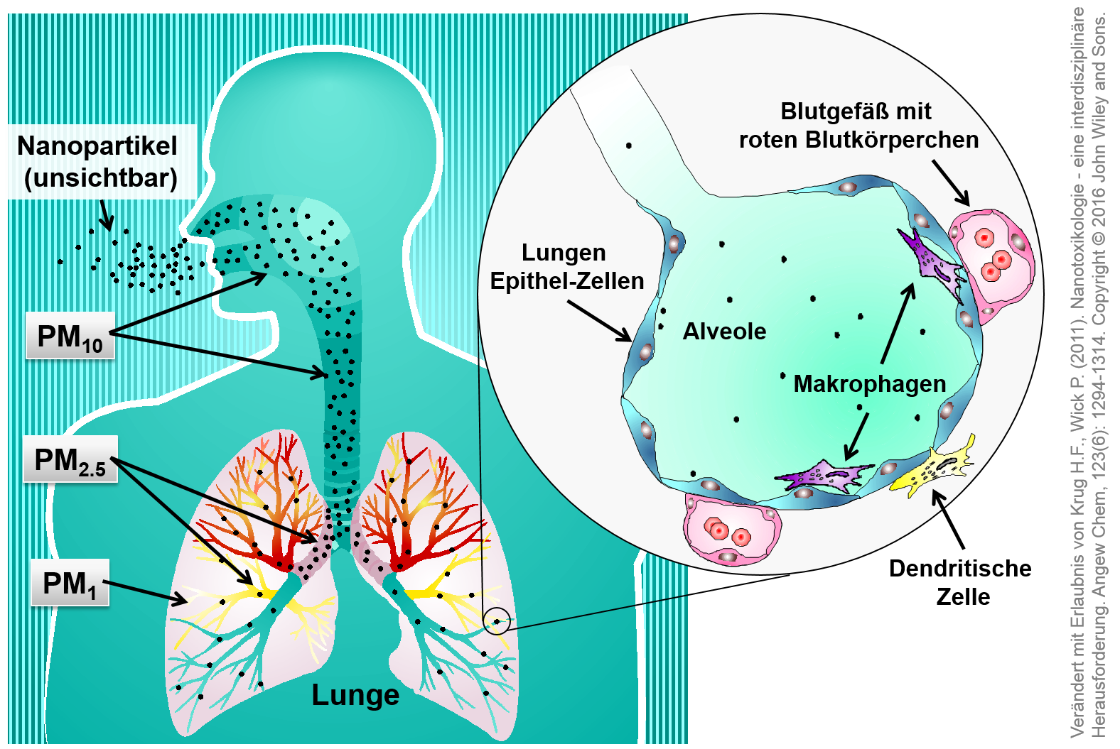 Mögliche Transportwege von Partikeln unterschiedlicher Größe in der Lunge. Verändert mit Erlaubnis von Krug H.F., Wick P. (2011). Nanotoxikologie - eine interdisziplinäre Herausforderung. Angewandte Chemie, 123(6): 1294-1314. Copyright © 2016 John Wiley and Sons. Mögliche Transportwege von Partikeln unterschiedlicher Größe in der Lunge.