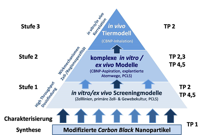 Schema des mehrstufigen Prüfverfahrens mit zugeordneten Teilprojekten (TP 1-5). Schema des mehrstufigen Prüfverfahrens mit zugeordneten Teilprojekten (TP 1-5).