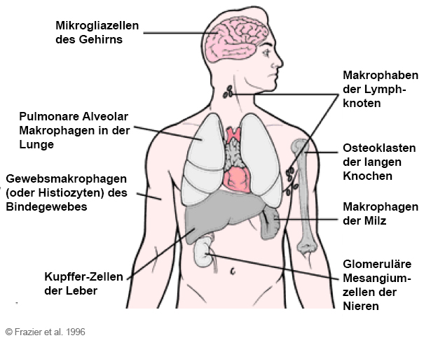 Übersicht Retikuloendotheliales System. © Frazier et al., 1996. Übersicht Retikuloendotheliales System. © Frazier et al., 1996.