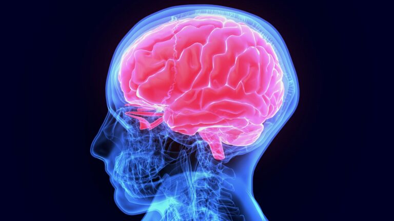 3d-illustration-of-human-body-organ©PIC4U - stock.adobe.com