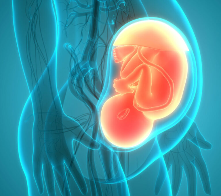 Placenta ©magicmine - stock.adobe.com